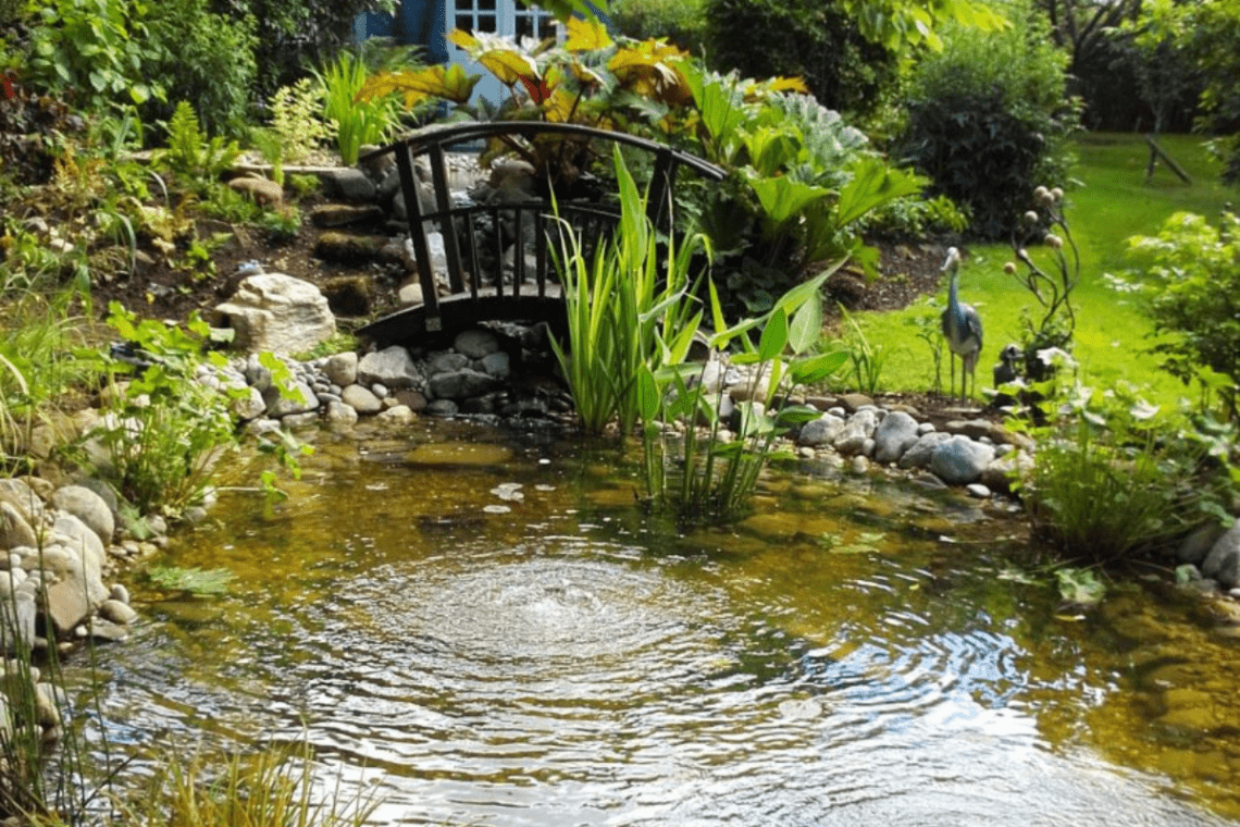 Building a Koi Pond That Supports Wildlife: Expert Tips for a Natural Oasis