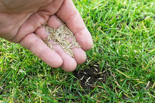 What Are the Benefits of Buying Lawn Seeds Online in Australia?
