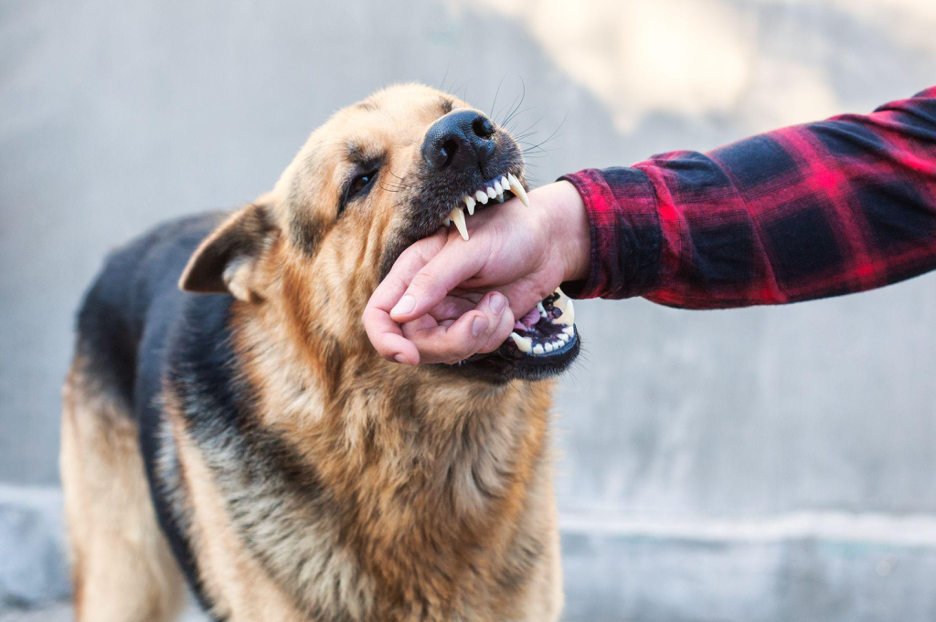 How to Protect Your Rights After a Dog Bite in Indianapolis