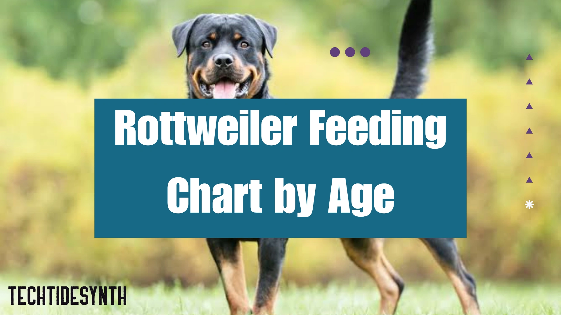 Rottweiler Feeding Chart by Age
